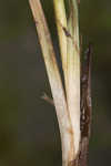 Pine barren sedge